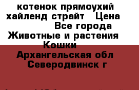 котенок прямоухий  хайленд страйт › Цена ­ 10 000 - Все города Животные и растения » Кошки   . Архангельская обл.,Северодвинск г.